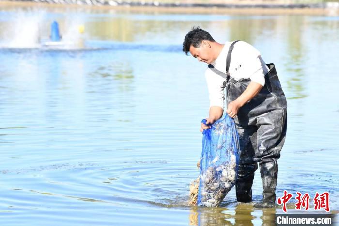 从太湖“游”到天山 “虾兵蟹将”折射的共富新模式