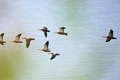 【多样的生物多彩的世界】重庆开州汉丰湖国家湿地公园：湖清岸绿 万鸟来栖